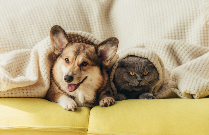 pet friendly